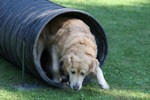 JuxTurnier Hundeschule Rosenhgel